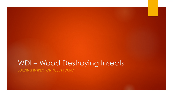 Wood-Destroying-Insects-1