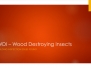 Wood Destroying Insects